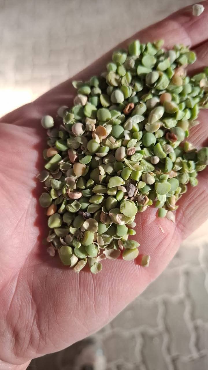 Animal Feed Stock - Lot 01
