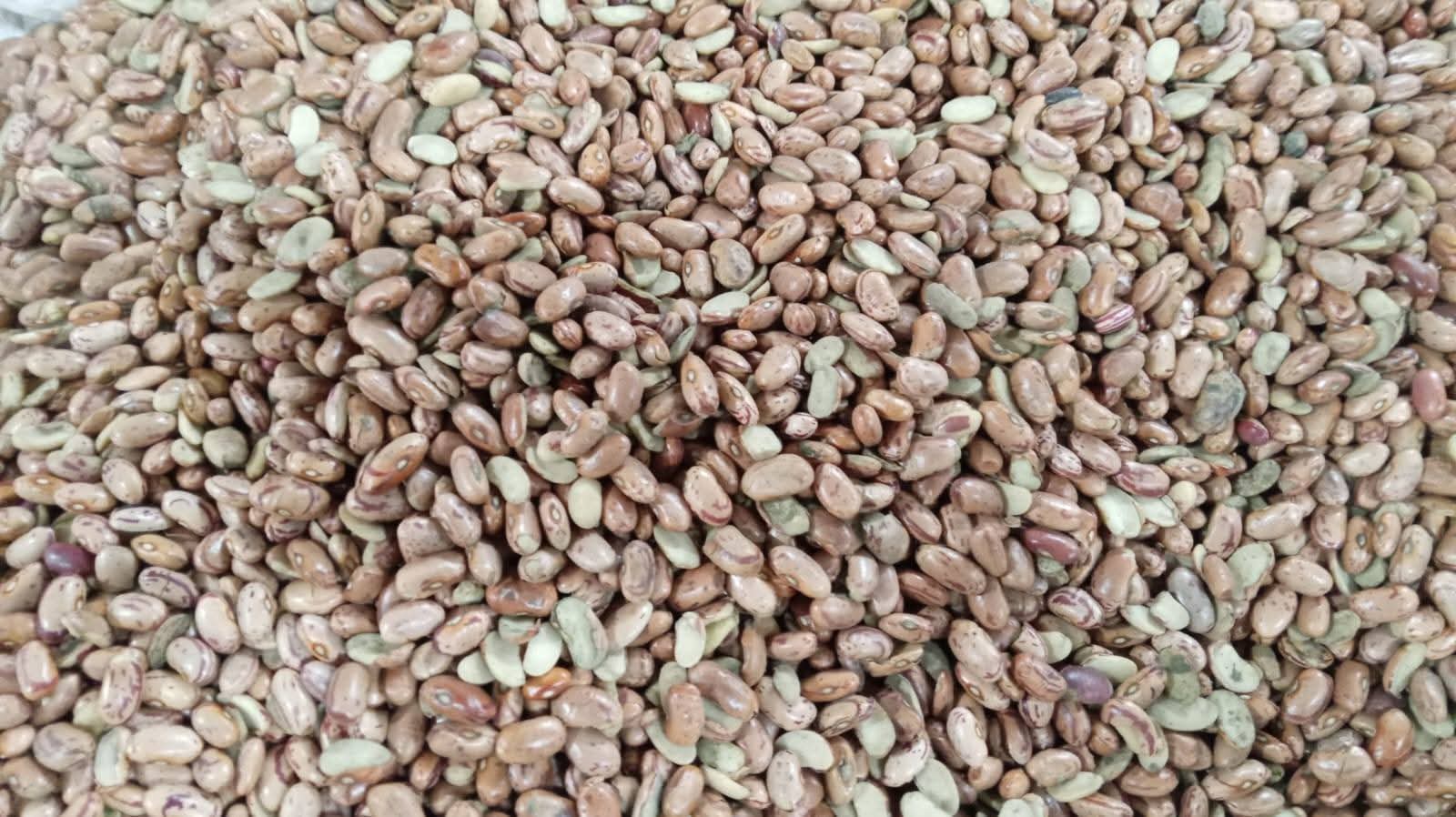Animal Feed Stock - Lot 04